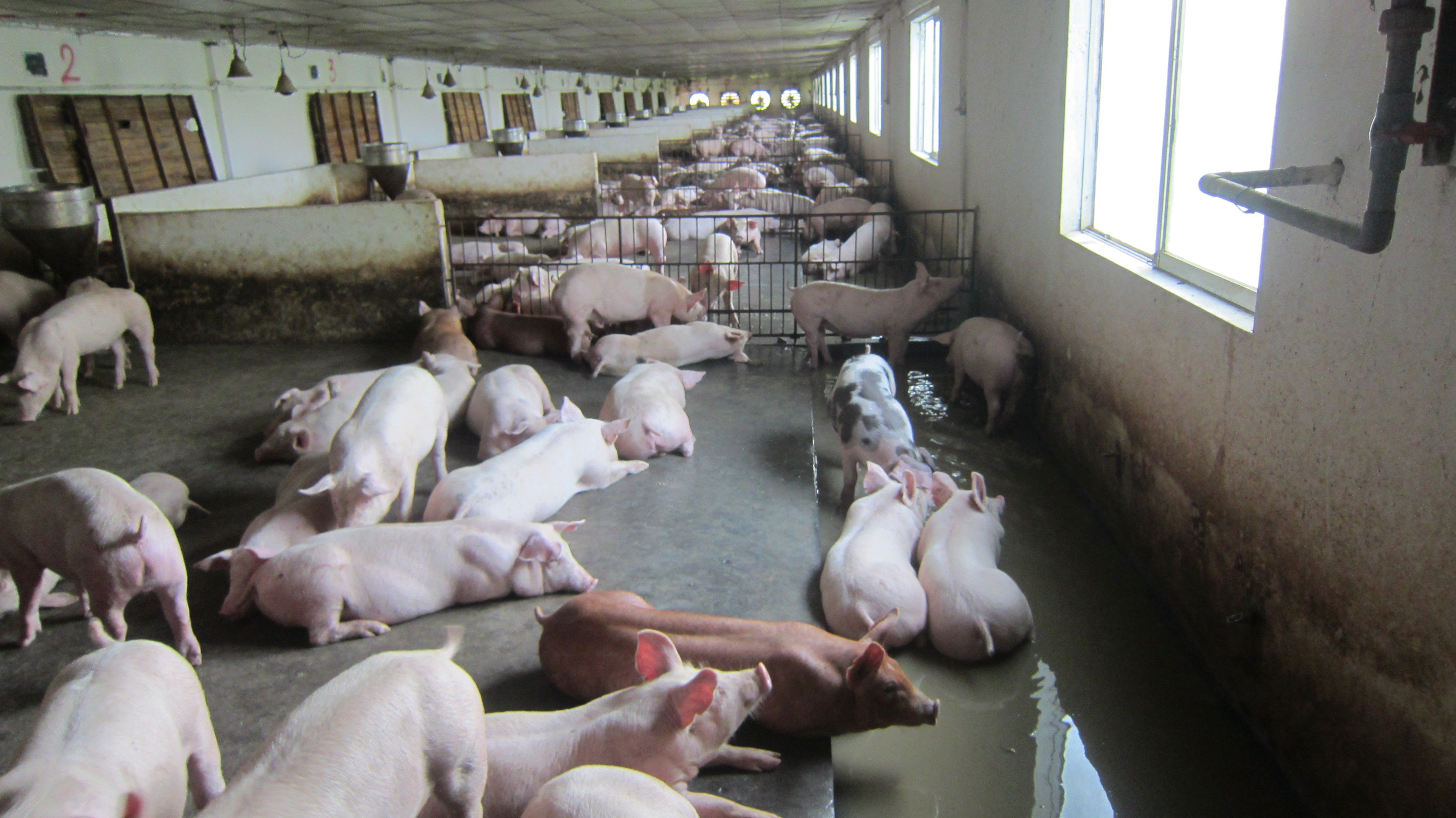 High-tech breeding model