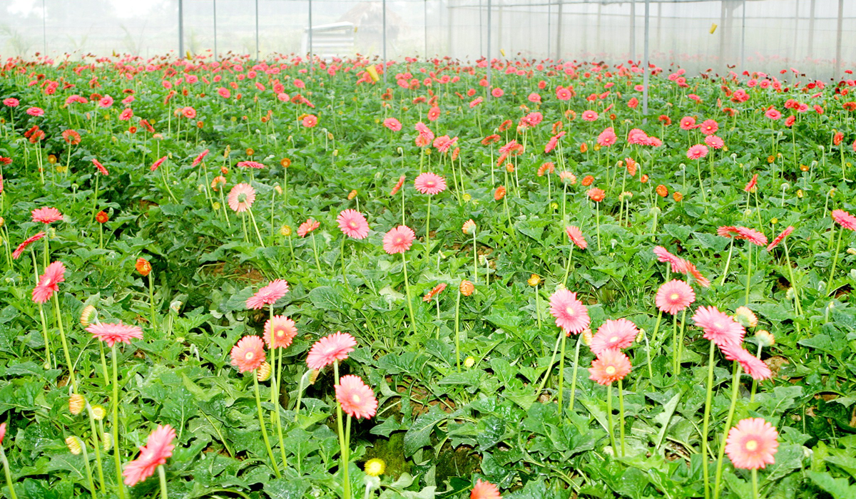 High-tech flower growing model