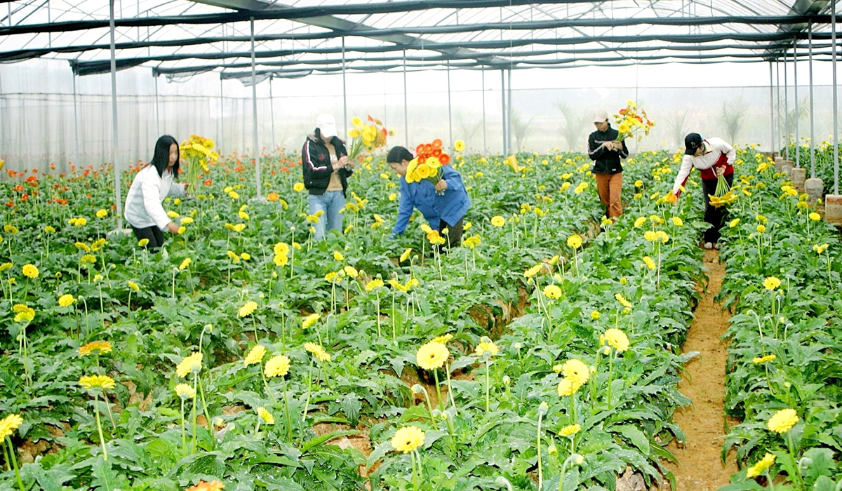 High-tech flower growing model