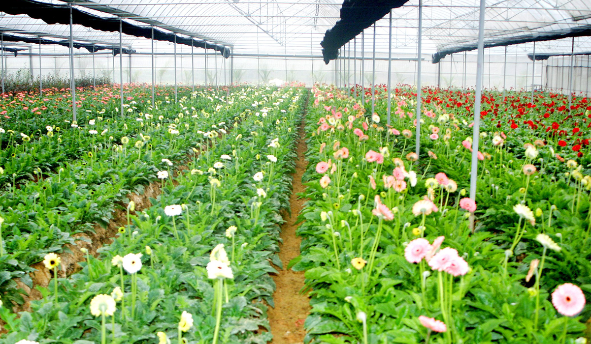 High-tech flower growing model