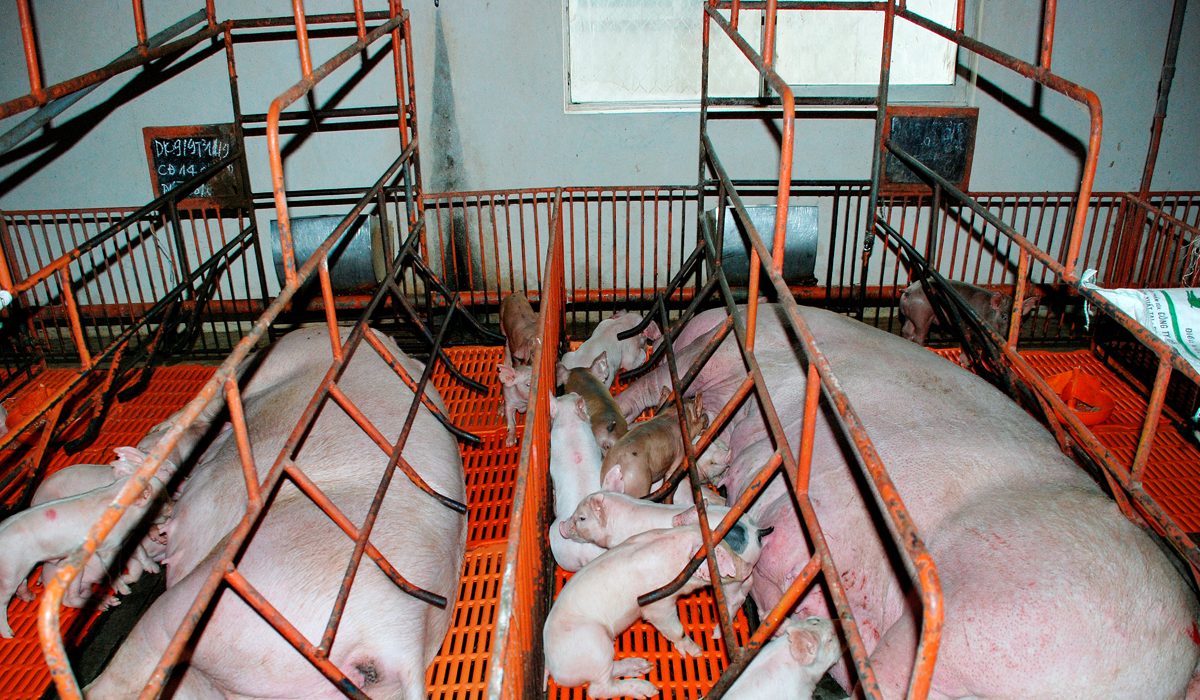 High-tech breeding model