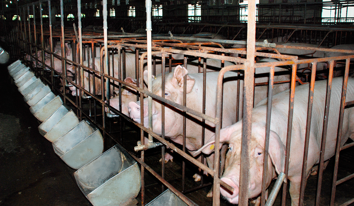 High-tech breeding model