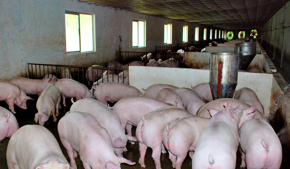 High-tech breeding model